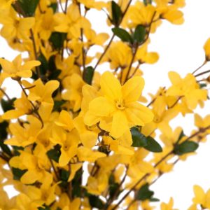 EUROPALMS Forsythienbaum mit 3 Stämmen, Kunstpflanze, gelb, 120cm