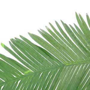 EUROPALMS Kokos-Königspalmwedel, künstlich, 180cm