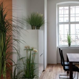 EUROPALMS Orchideenzweig, künstlich, creme-weiß, 100cm