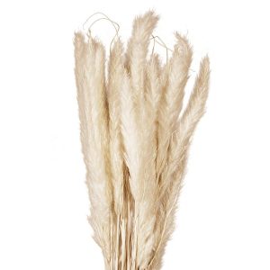 JOLIPA Pampasgras Halm Bündel, getrocknet, natur, 75cm