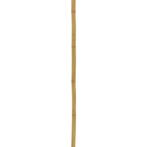 EUROPALMS Bambusrohr, Ø=5cm, 200cm