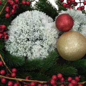 EUROPALMS Pinienkugel, beflockt, 15cm