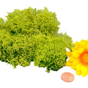 Muwse Islandmoos Frühlingsgrün 10 g händisch gerupft Osternest Weihnachtskrippe