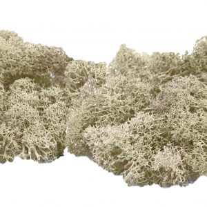 Muwse Islandmoos Cremeweiss 50 g händisch gerupft Osternest Weihnachtskrippe