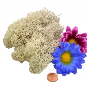 Muwse Islandmoos Cremeweiss 10 g Basteln Wandbilder Dekoration Gestalten