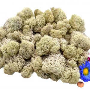 Muwse Islandmoos Cremeweiss 100 g Basteln Wandbilder Dekoration Gestalten