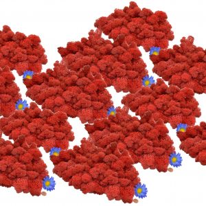 Muwse Islandmoos Mohnrot 1000 g Basteln Wandbilder Dekoration Gestalten