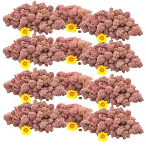 Muwse Islandmoos Rosa 1000 g Basteln Wandbilder Dekoration Gestalten