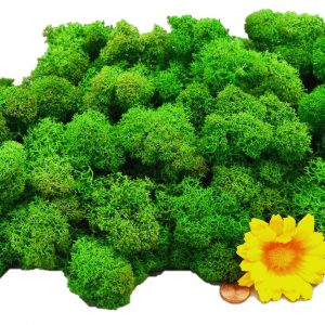 Muwse Islandmoos Grasgrün 100 g Basteln Wandbilder Dekoration Gestalten