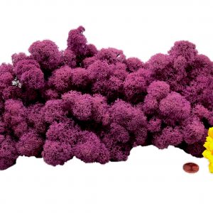 Muwse Islandmoos Viola 100 g Basteln Wandbilder Dekoration Gestalten