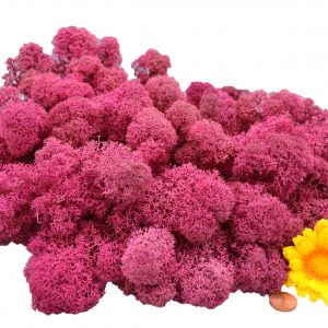Muwse Islandmoos Veilchen Pink 100 g Basteln Wandbilder Dekoration Gestalten