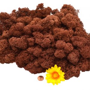 Muwse Islandmoos Braun 100 g Basteln Wandbilder Dekoration Gestalten