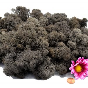 Muwse Islandmoos Dunkelgrau 100 g Basteln Wandbilder Dekoration Gestalten