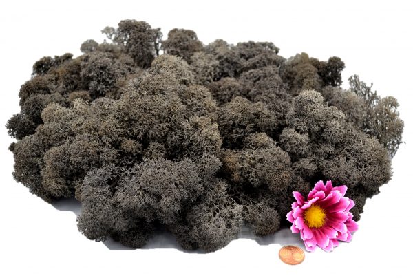 Muwse Islandmoos Dunkelgrau 100 g Basteln Wandbilder Dekoration Gestalten