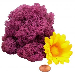 Muwse Islandmoos Viola 10 g Basteln Wandbilder Dekoration Gestalten