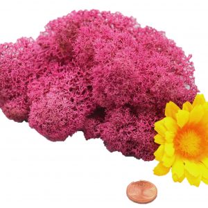 Muwse Islandmoos Veilchen Pink 10 g Basteln Wandbilder Dekoration Gestalten