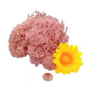 Muwse Islandmoos Rosa 10 g Basteln Wandbilder Dekoration Gestalten