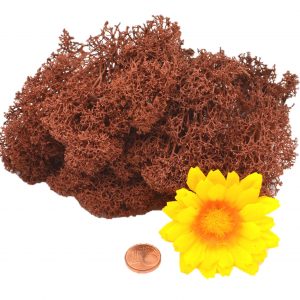 Muwse Islandmoos Braun 10 g Basteln Wandbilder Dekoration Gestalten