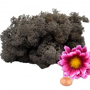 Muwse Islandmoos Dunkelgrau 10 g Basteln Wandbilder Dekoration Gestalten