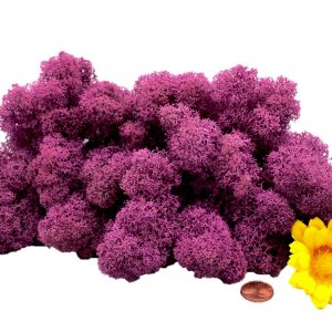 Muwse Islandmoos Viola 50 g Basteln Wandbilder Dekoration Gestalten