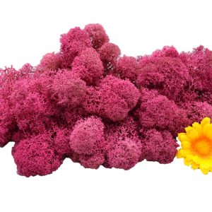 Muwse Islandmoos Veilchen Pink 50 g Basteln Wandbilder Dekoration Gestalten